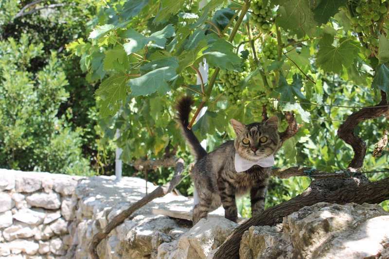 Olive harvest