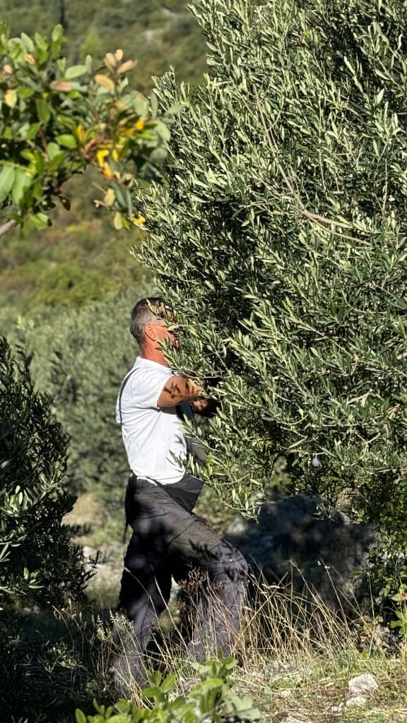 Olive Grove