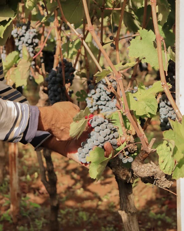 Wine Production